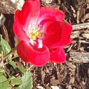 Meet your Posher, Isabella